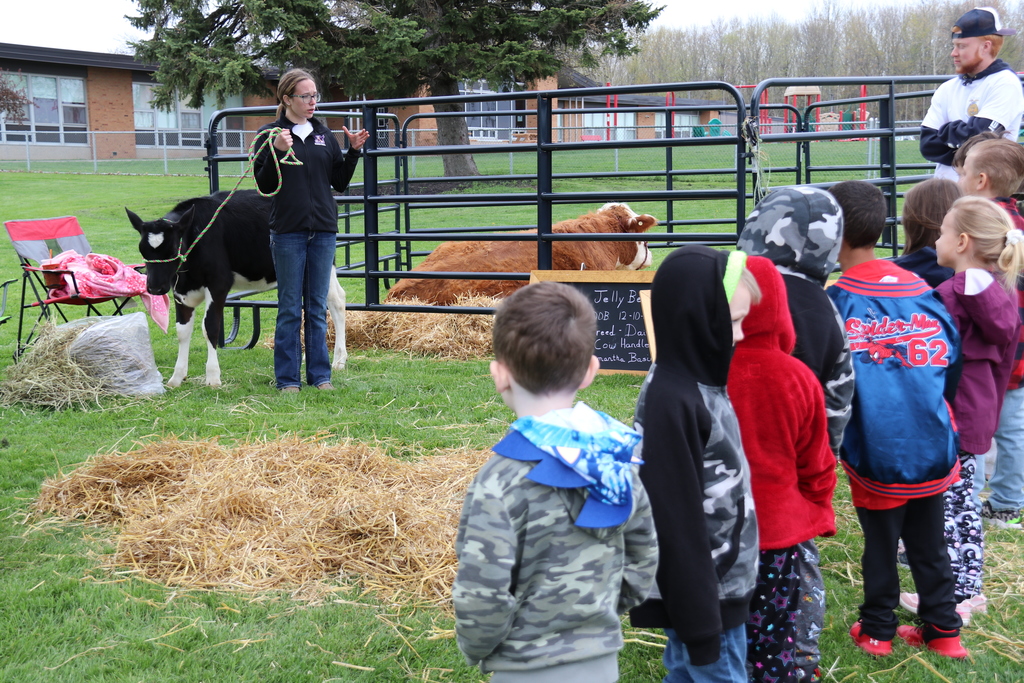 a student teaches kindergarteners about her dairy cow